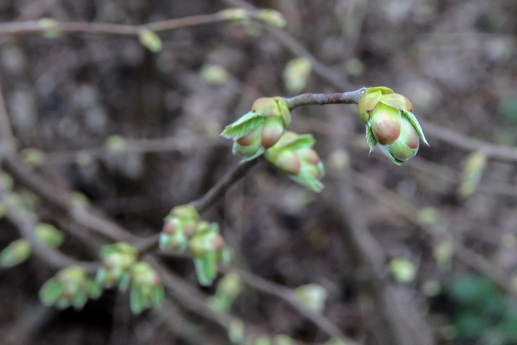 Welke plant komt hier in blad
